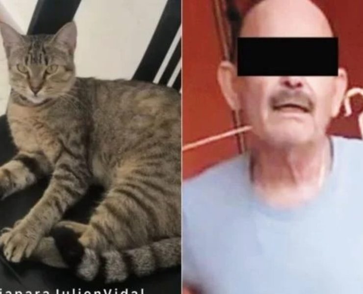 Detienen a sujeto por crueldad animal contra la gatita "Julien"