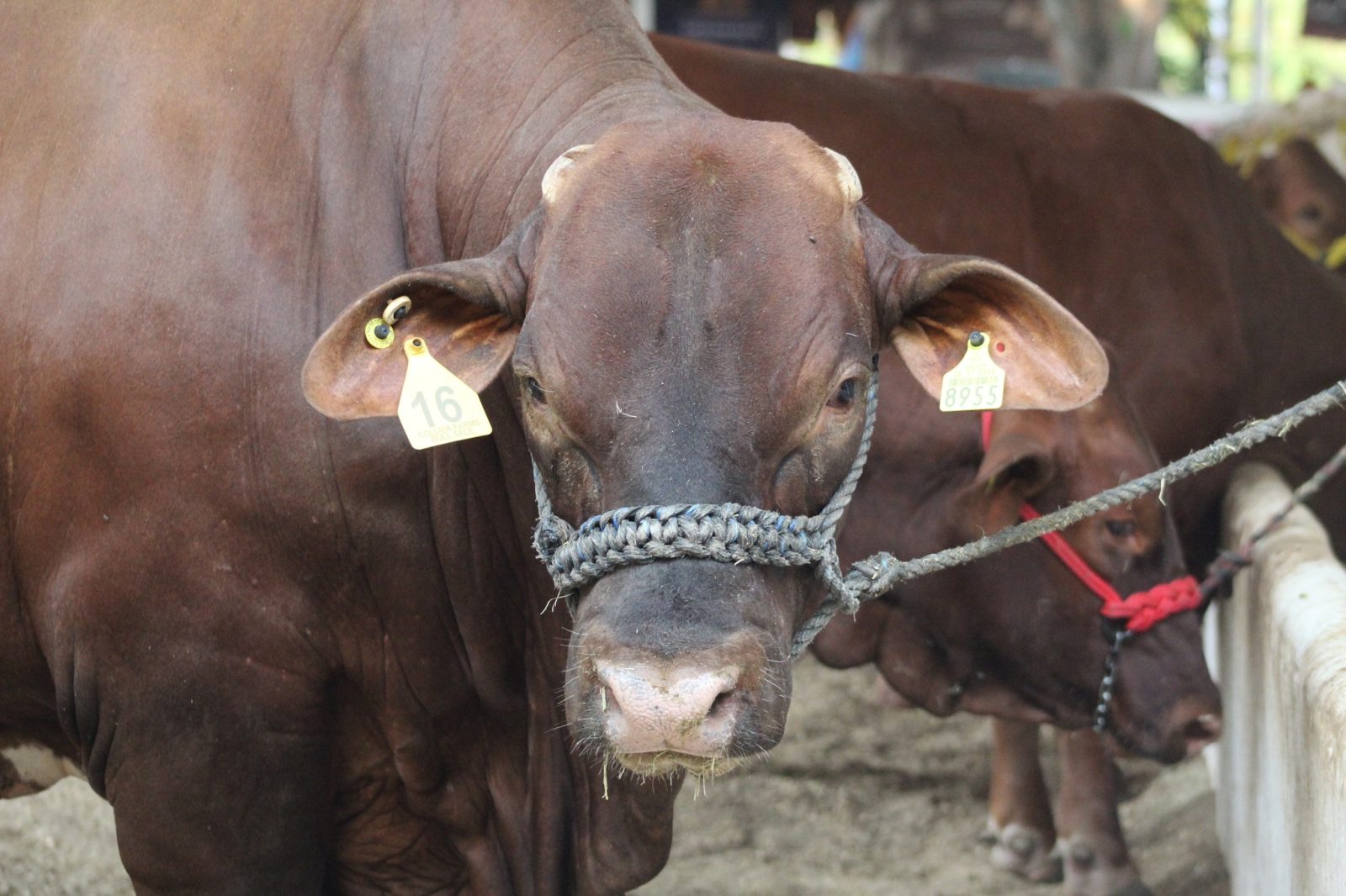 Feria Tabasco 2025 premiará