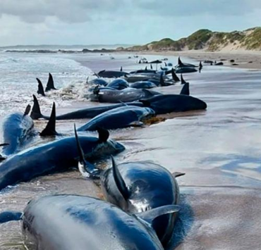 Eutanasia a delfines en Australia