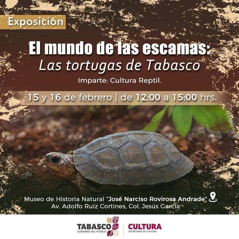 tortugas de Tabasco en la exhibición 