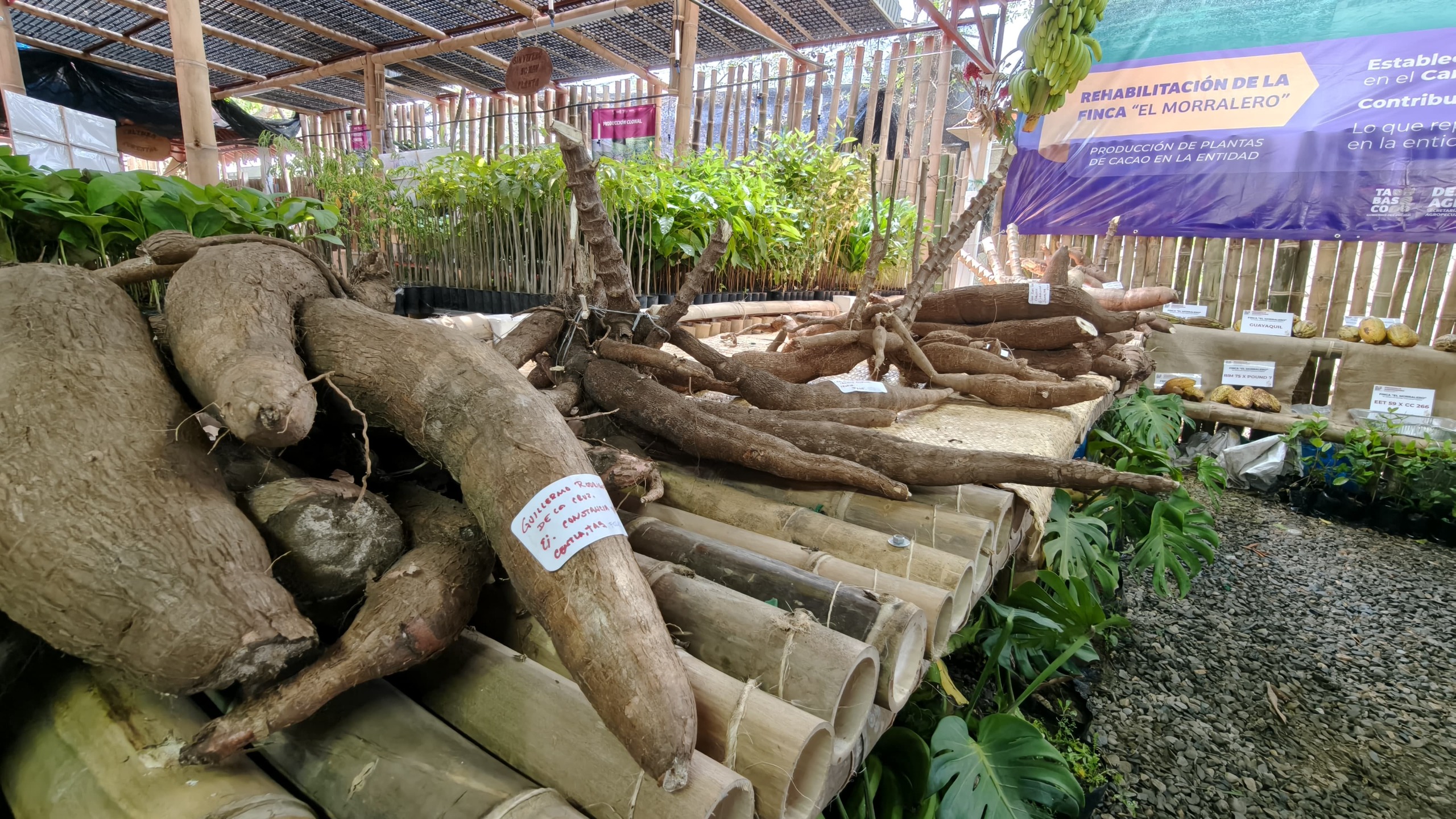 Concurso de la Yuca 