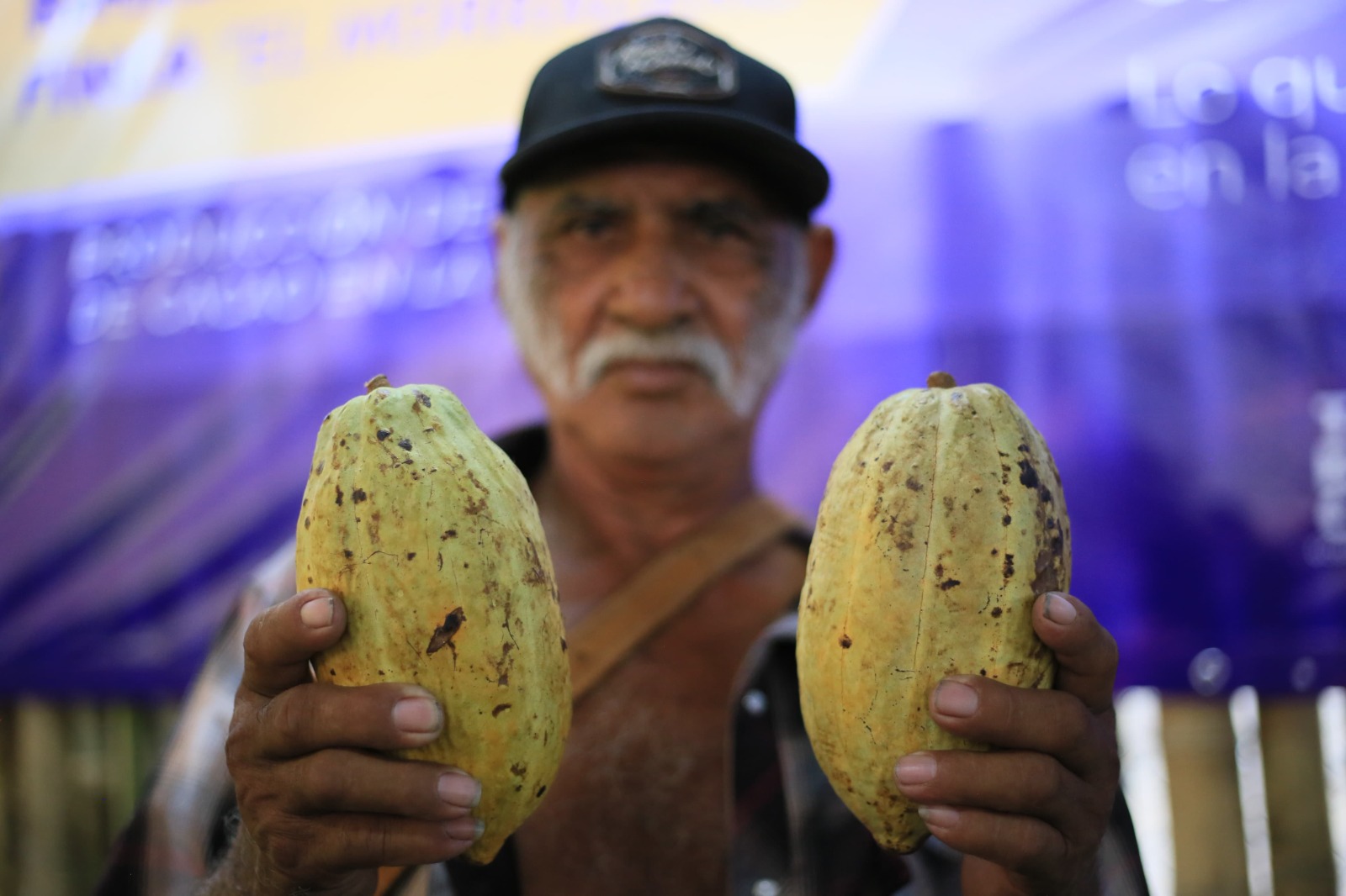 Mazorca de Cacao Guayaquil 