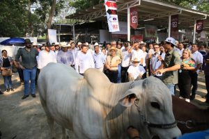 Productores tabasqueños exponen lo mejor de su ganado, respaldados por los programas impulsados por Javier May para fortalecer el campo y la ganadería local.