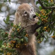 Animales del Zoológico La Venta no serán trasladados al Yumka