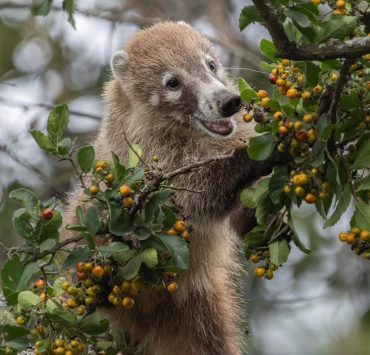 Animales del Zoológico La Venta no serán trasladados al Yumka