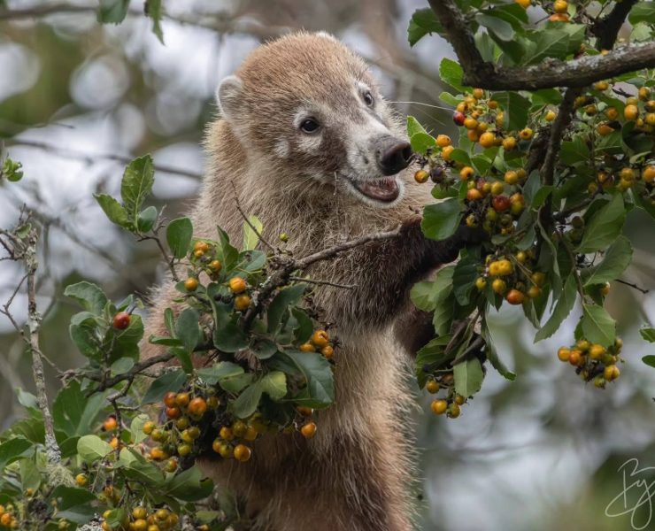 Animales del Zoológico La Venta no serán trasladados al Yumka