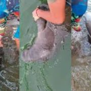 Manatí muere en Paraíso enciende las alarmas en Isla Andrés García