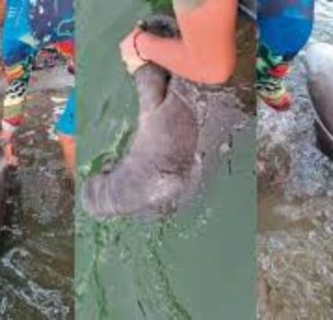 Manatí muere en Paraíso enciende las alarmas en Isla Andrés García