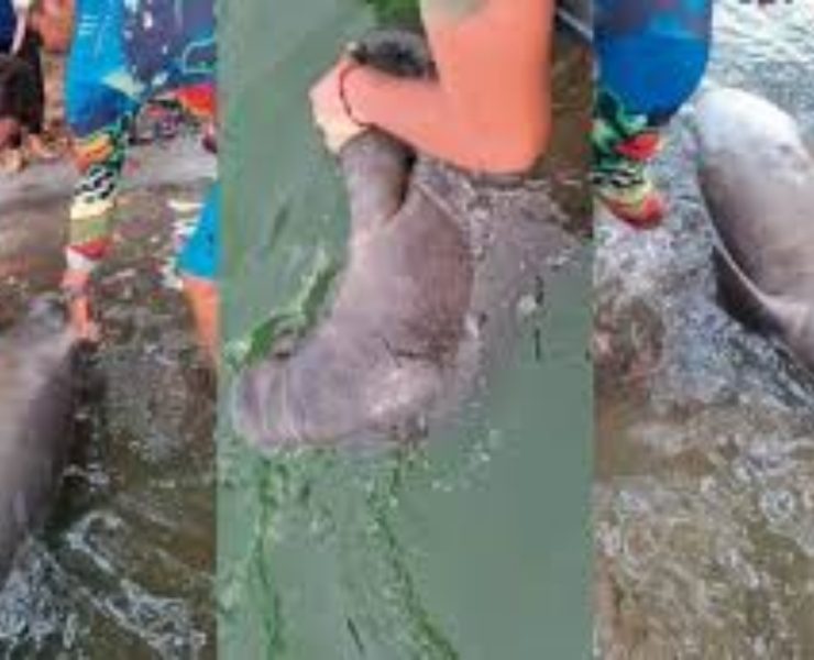 Manatí muere en Paraíso enciende las alarmas en Isla Andrés García