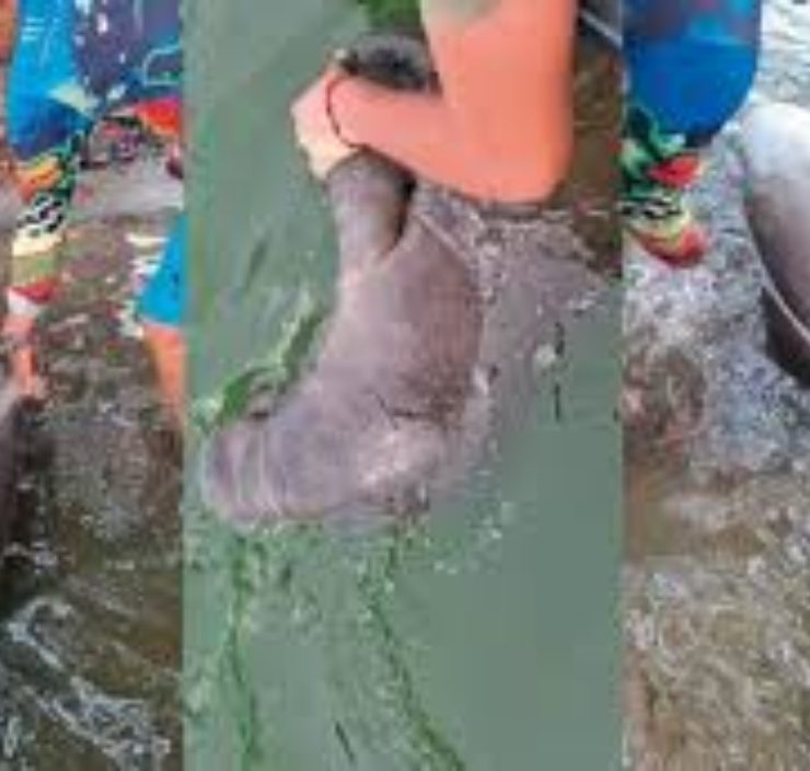 Manatí muere en Paraíso enciende las alarmas en Isla Andrés García