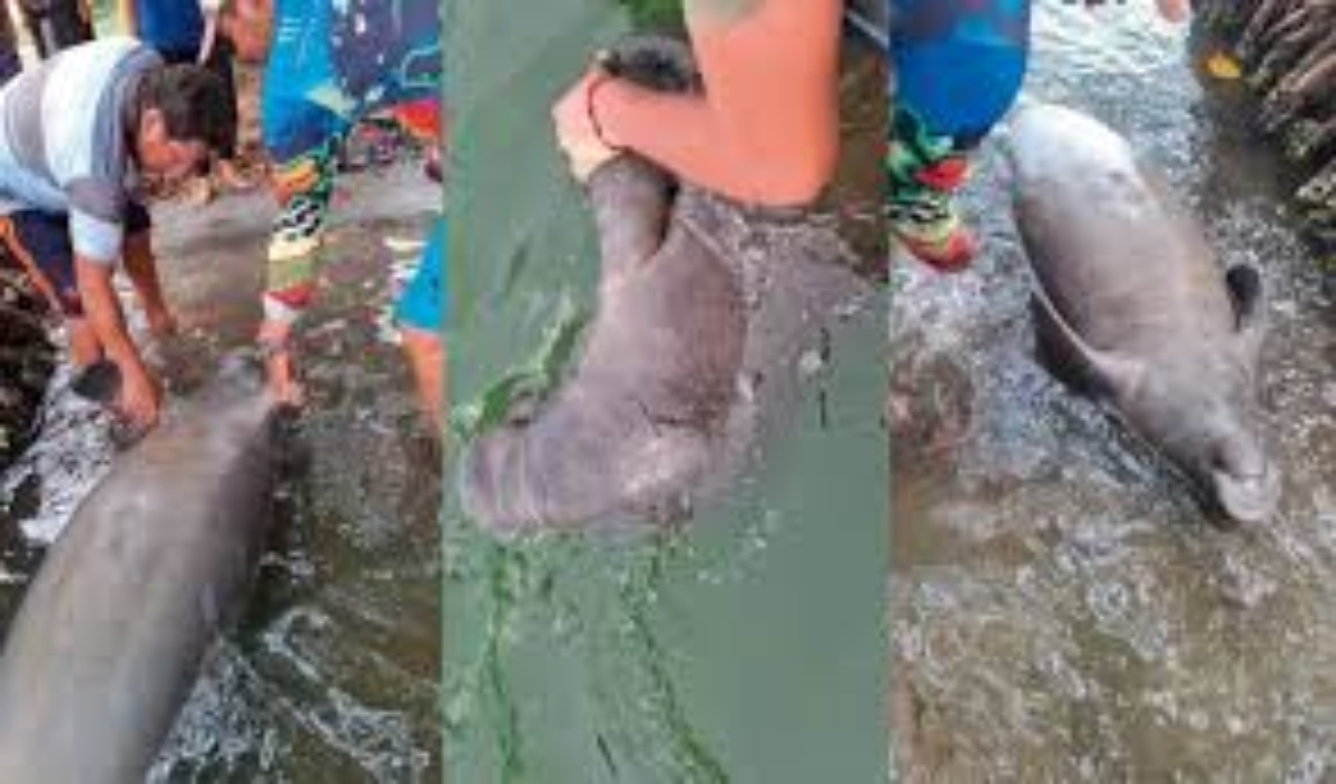 Manatí muere en Paraíso enciende las alarmas en Isla Andrés García