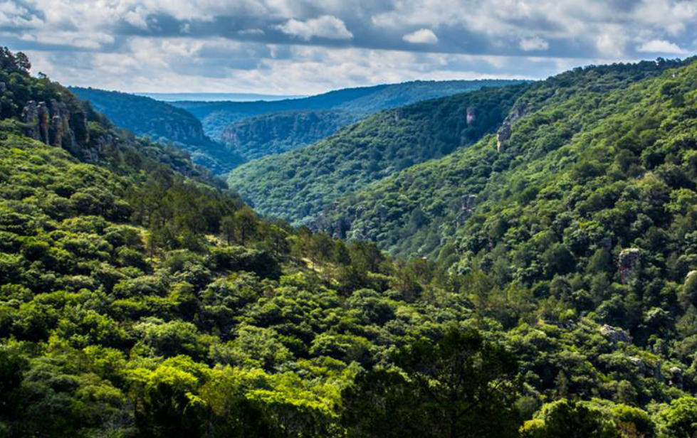 Testimonios aterradores desde las sierras mexicanas