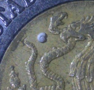 El caracol más pequeño del mundo fue encontrado en Coahuila