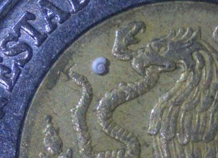 El caracol más pequeño del mundo fue encontrado en Coahuila