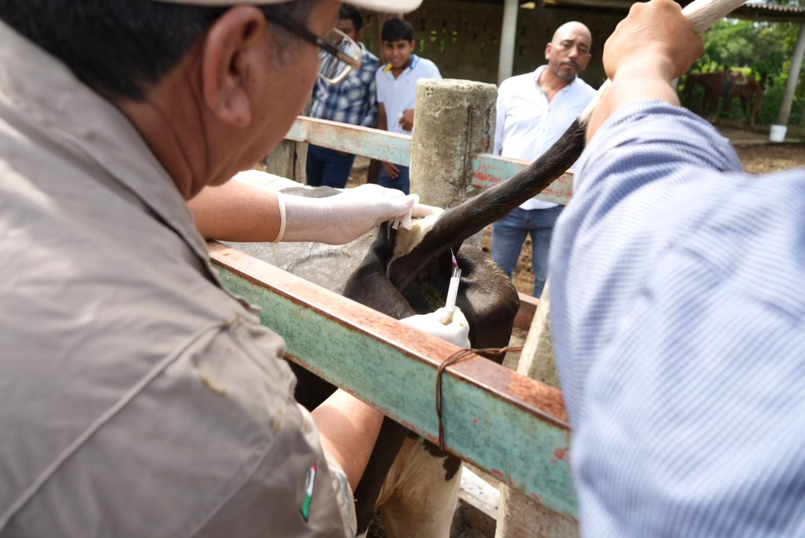 Vacunación para prevención tuberculosis bovina