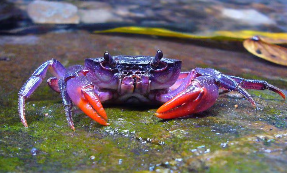 Descubrimientos recientes que asombran al mundo animal