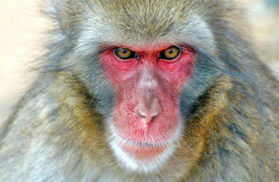 ¿Por qué es tan importante que una macaco hembra se vuelva líder de su manada?