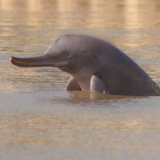 Hallan micro plásticos en delfines de río, una de las especies más raras