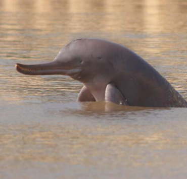 Hallan micro plásticos en delfines de río, una de las especies más raras