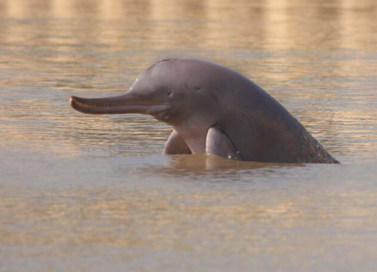 Hallan micro plásticos en delfines de río, una de las especies más raras