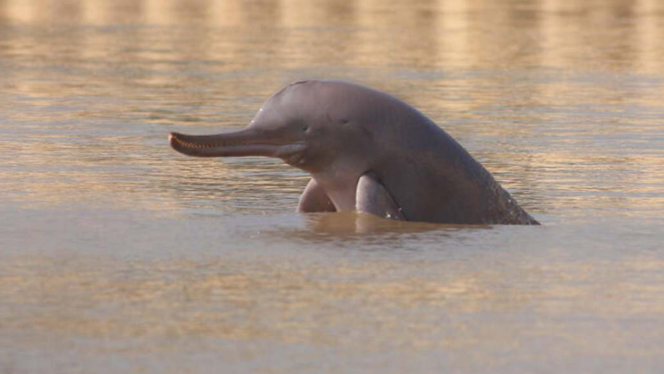 Hallan micro plásticos en delfines de río, una de las especies más raras
