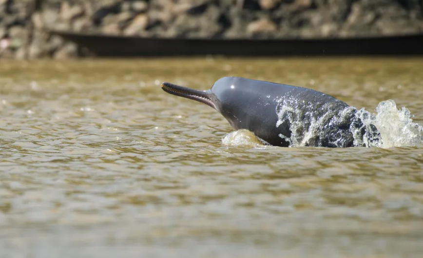 ¿Quiénes son los delfines del Indo y por qué están en riesgo?