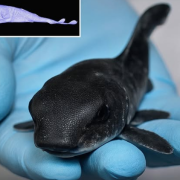 Encuentran un tiburón de bolsillo que cautiva a todos por su linda apariencia