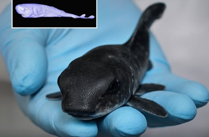 Encuentran un tiburón de bolsillo que cautiva a todos por su linda apariencia