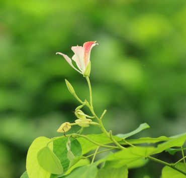 Impulsa Gobierno de Tabasco la plantación de semillas nativas olvidadas