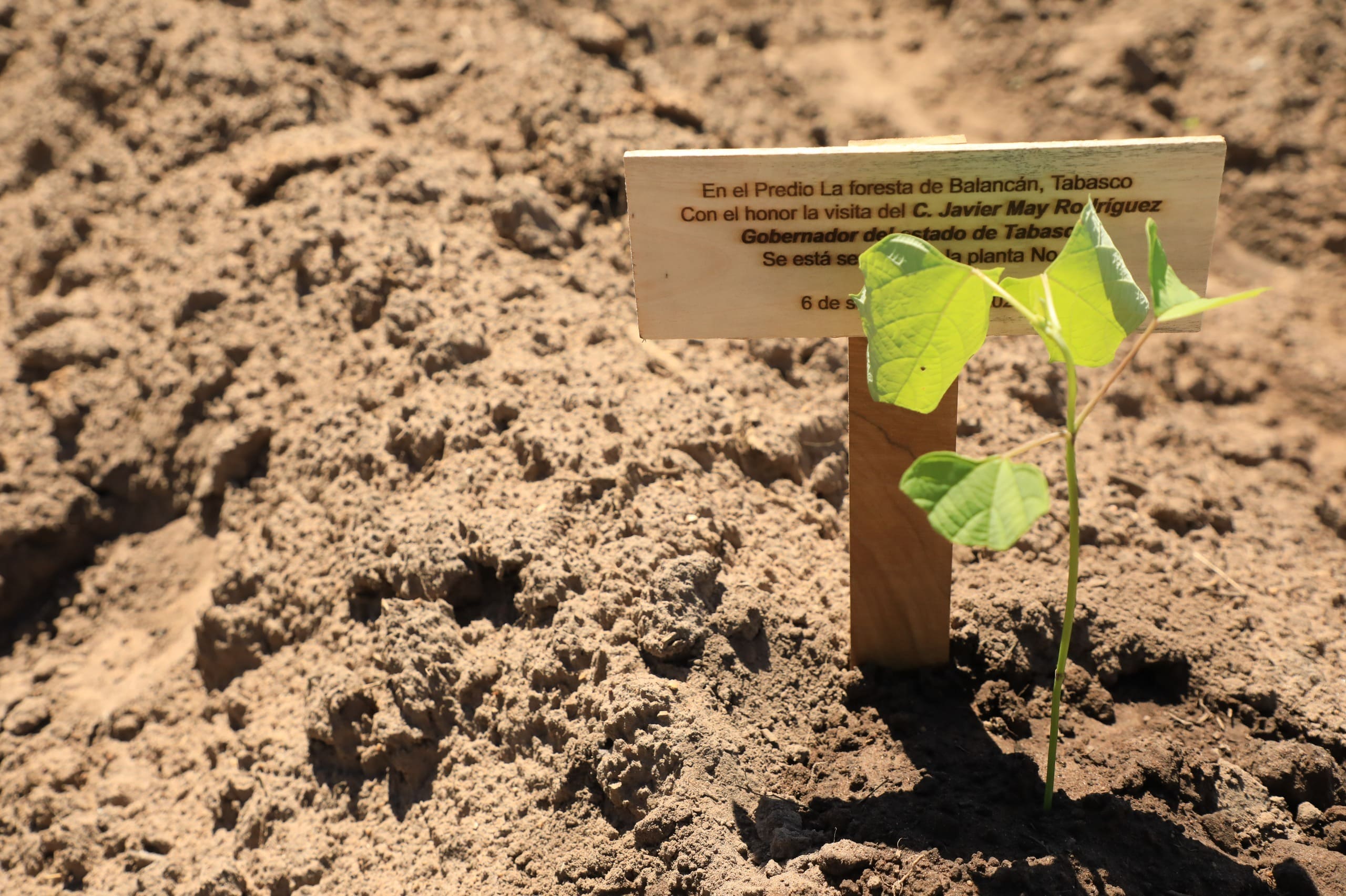 la Expo Forestal Balancán 2025