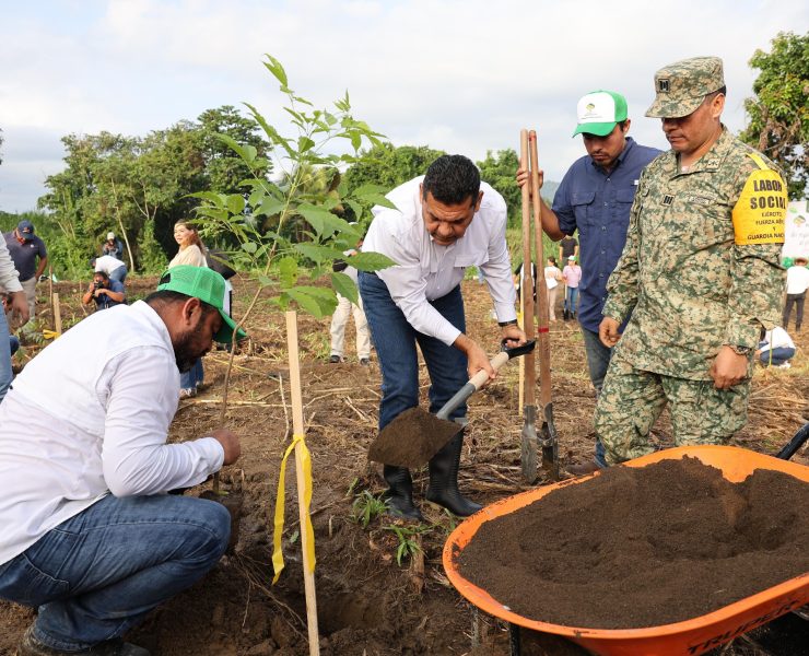 Logran hazaña en reforestación en Tabasco y rebasan meta