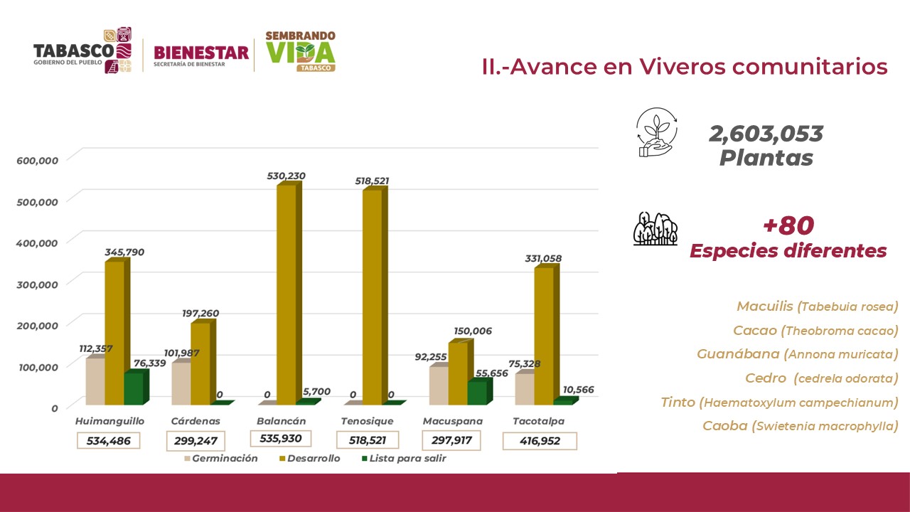 Destaca Tabasco en Sembrando Vida