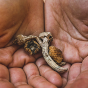 El verdadero daño que causan los hongos "mágicos" a tu cerebro