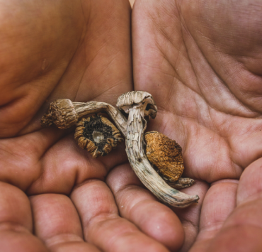 El verdadero daño que causan los hongos "mágicos" a tu cerebro