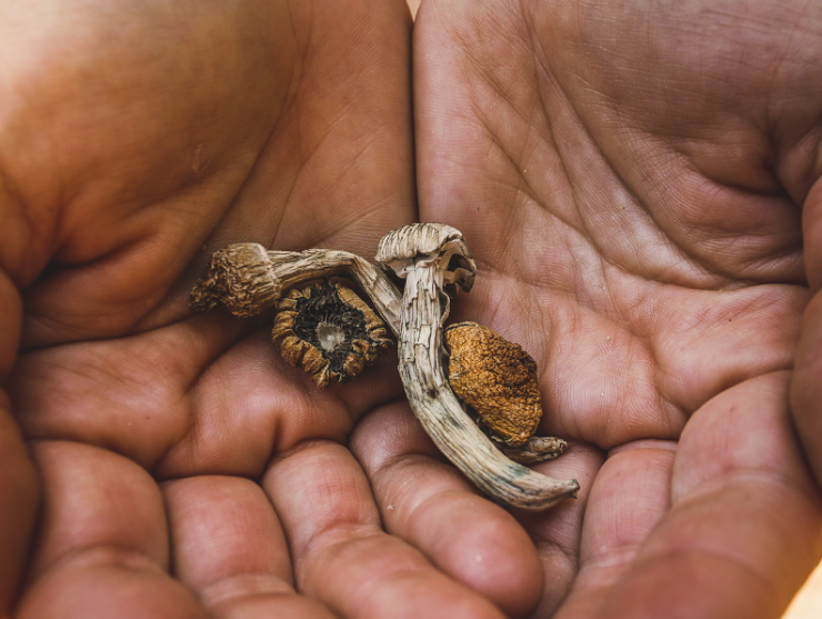 El verdadero daño que causan los hongos "mágicos" a tu cerebro