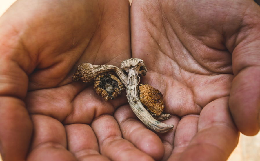 El verdadero daño que causan los hongos "mágicos" a tu cerebro