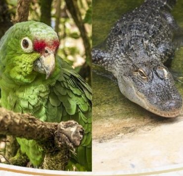 Crea SEMADES Padrón de Asociaciones y Agrupaciones Protectoras de Animales