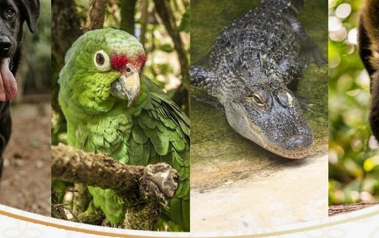 Crea SEMADES Padrón de Asociaciones y Agrupaciones Protectoras de Animales