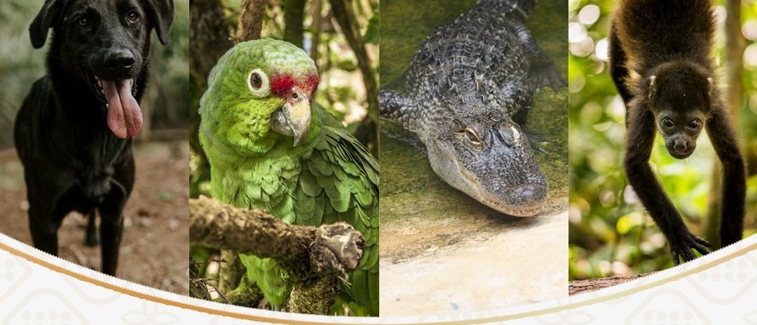 Crea SEMADES Padrón de Asociaciones y Agrupaciones Protectoras de Animales