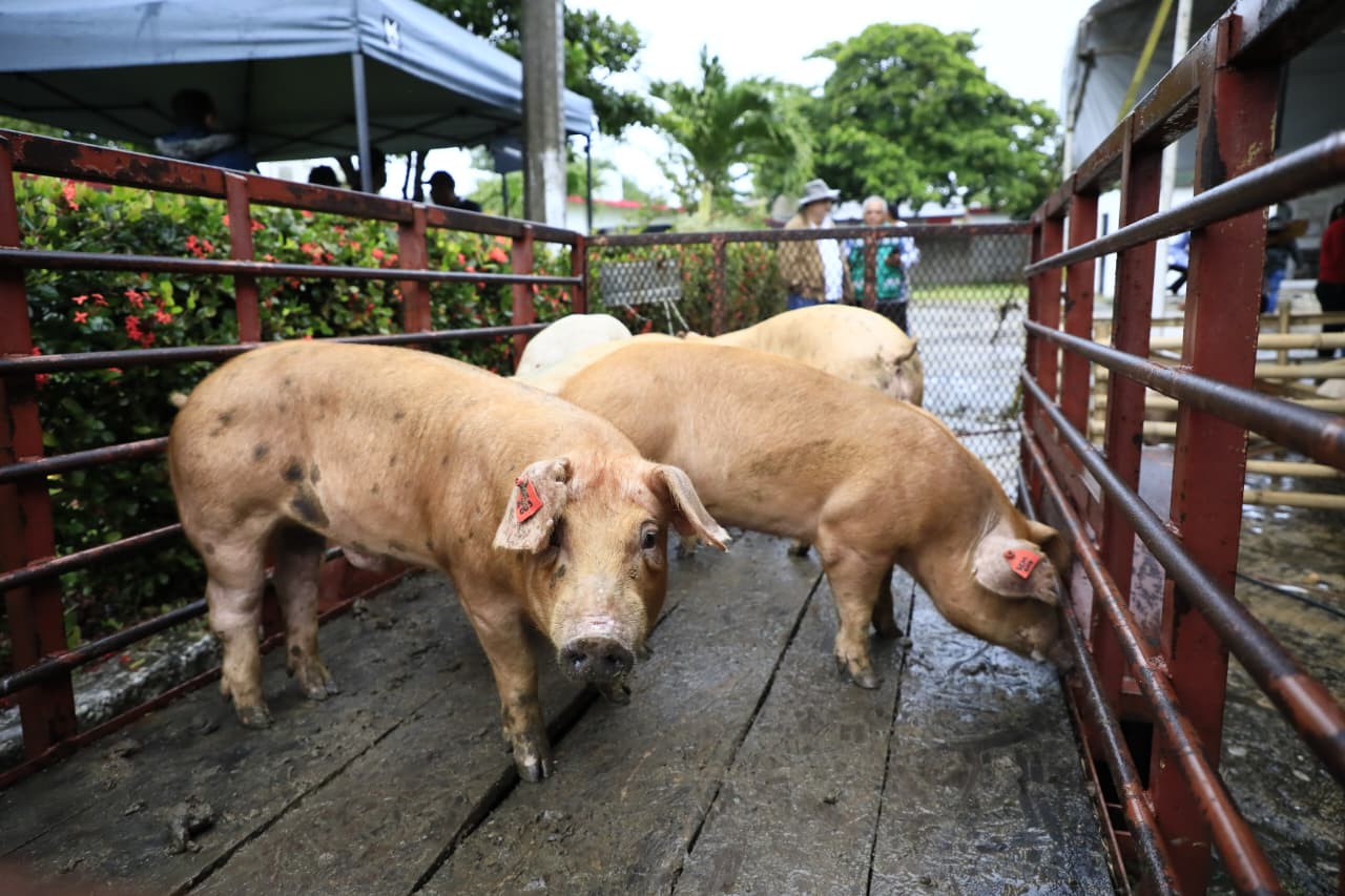 Organización comunitaria y economía de traspatio