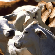 Refuerzan acciones contra el gusano barrenador del ganado