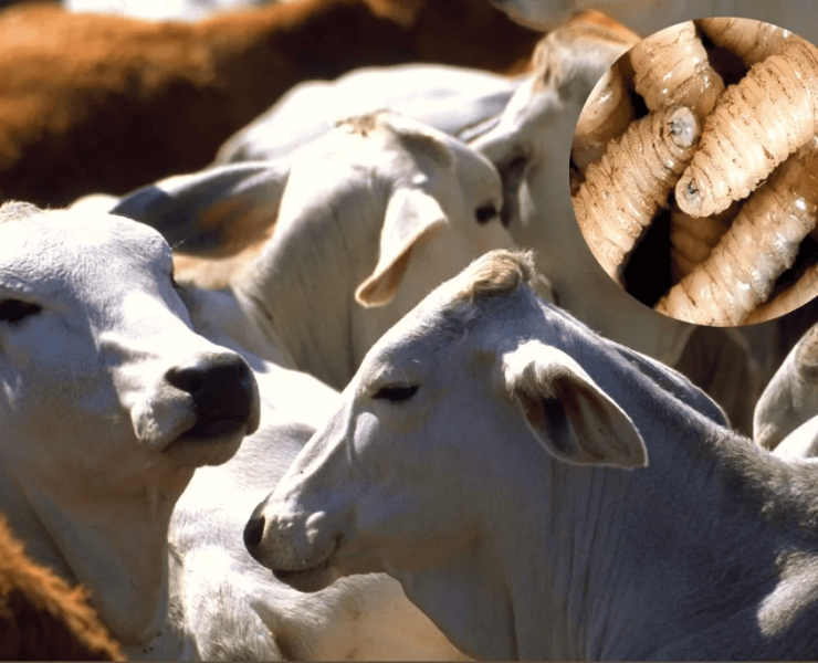 Refuerzan acciones contra el gusano barrenador del ganado