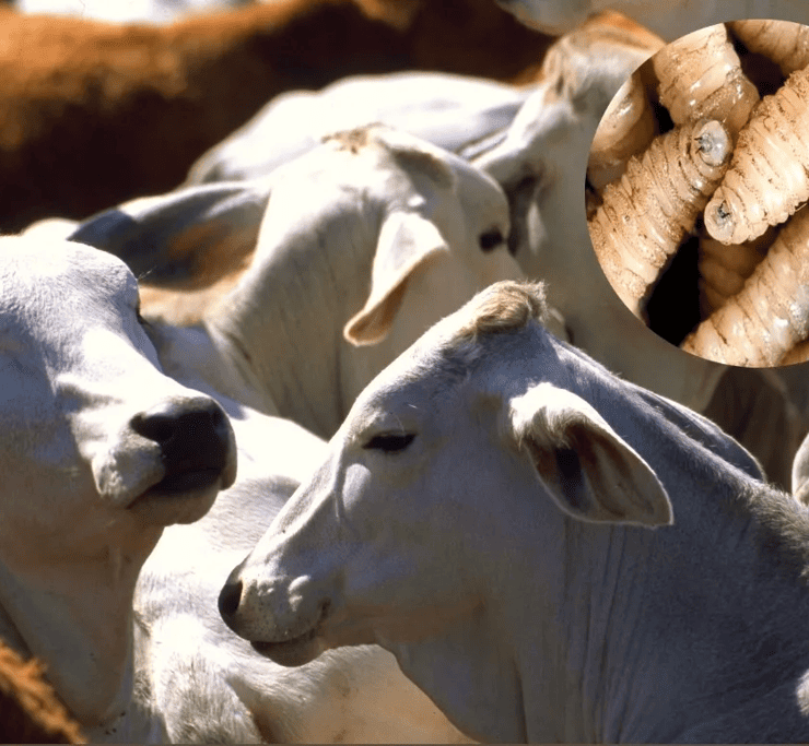 Refuerzan acciones contra el gusano barrenador del ganado