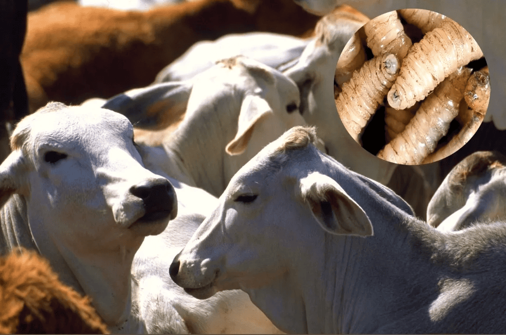 Refuerzan acciones contra el gusano barrenador del ganado