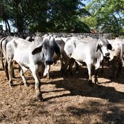 Tenosique entrega de 100 paquetes del programa Crédito Ganadero a la Palabra