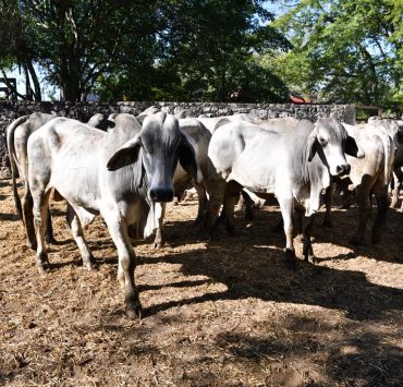 Tenosique entrega de 100 paquetes del programa Crédito Ganadero a la Palabra