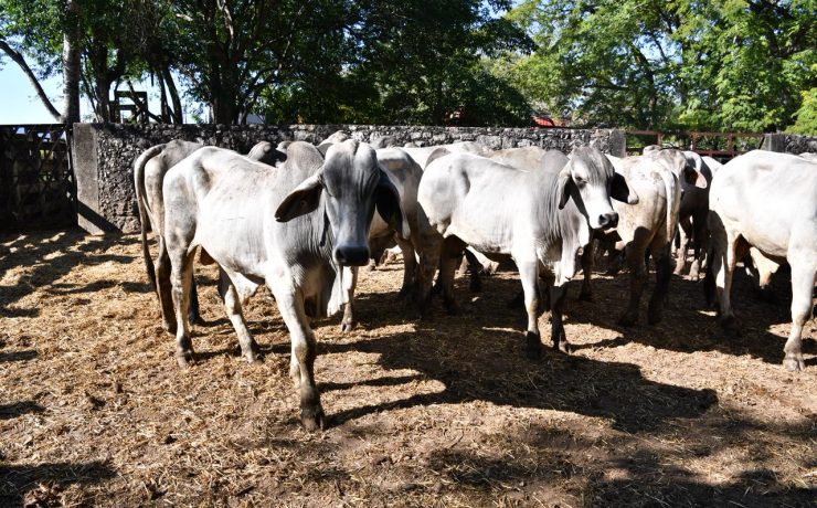 Tenosique entrega de 100 paquetes del programa Crédito Ganadero a la Palabra