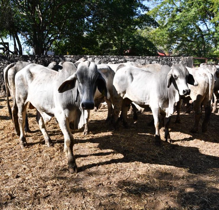 Tenosique entrega de 100 paquetes del programa Crédito Ganadero a la Palabra