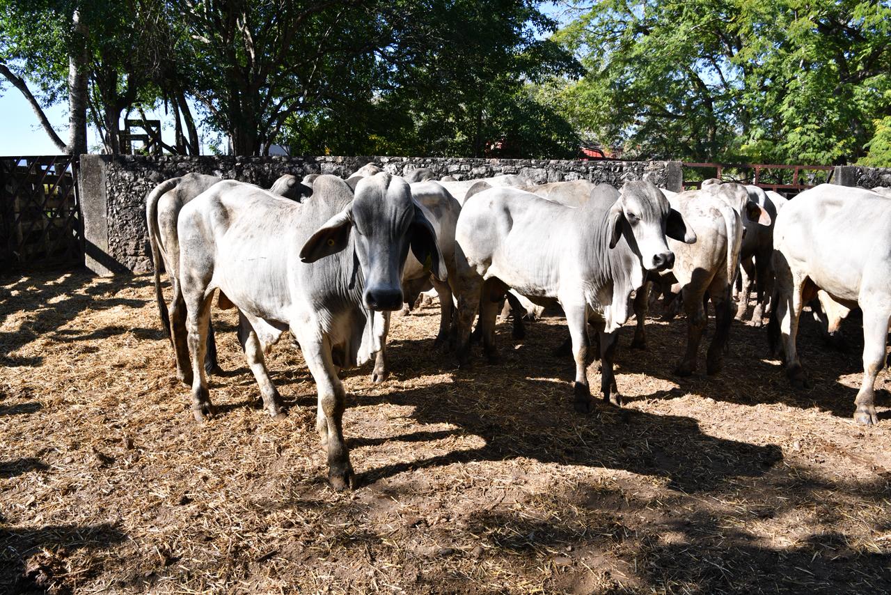 Tenosique entrega de 100 paquetes del programa Crédito Ganadero a la Palabra