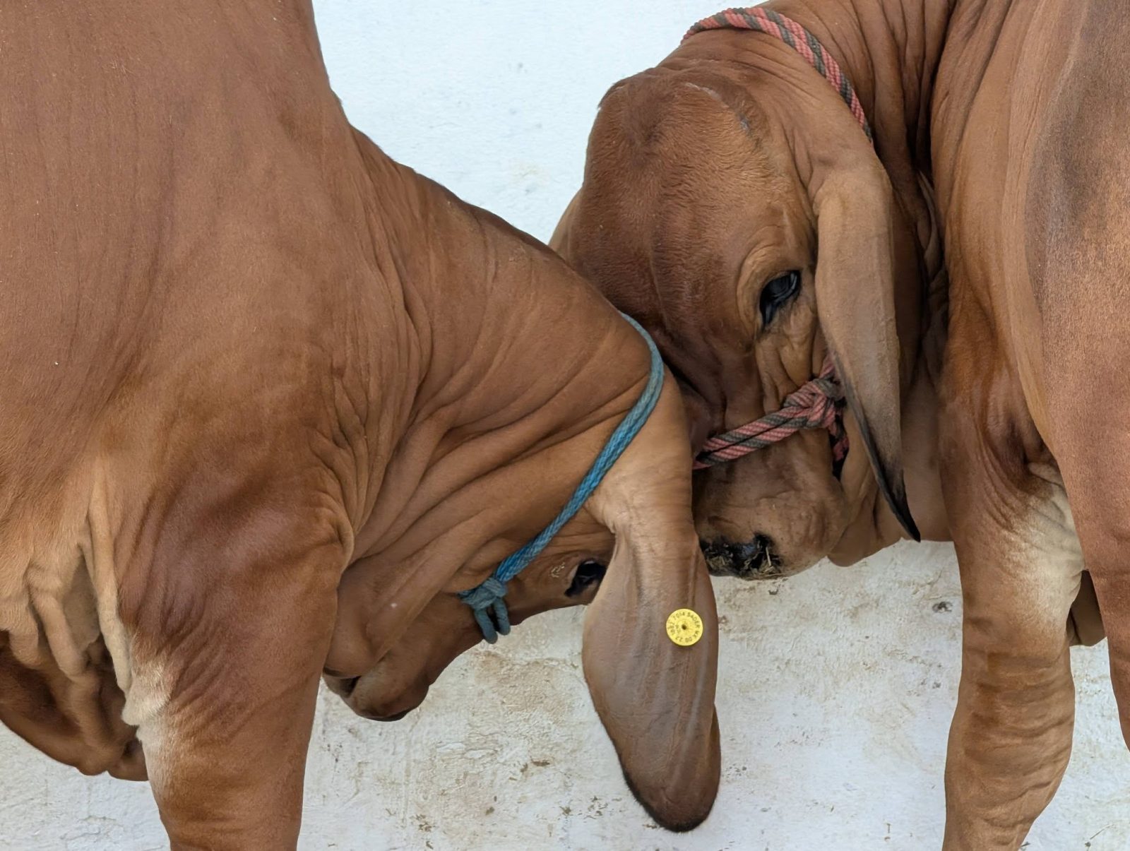 Tabasco lidera calidad genética bovina a nivel nacional por segundo año consecutivo